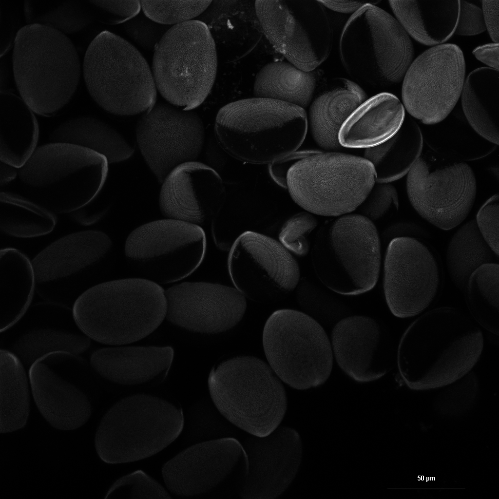 
          *Narcissus* pollen grains kept at -80°C for eight weeks. The pollen was thawed, rinsed with ethanol, and hydrated with 50% glycerol in water before imaging. Imaging was conducted with a laser scanning confocal microscope using a laser of wavelength 405.0 nm, resulting in autofluorescence in the blue range. The micrograph shows a maximum intensity projection from images taken at 32 vertical positions. Scale bar indicates 50 µm.
        