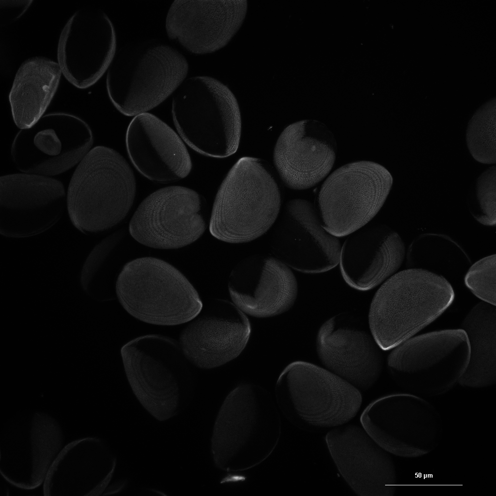 
          *Narcissus* pollen grains kept at room-temperature for eight weeks. The pollen was rinsed with ethanol and hydrated with 50% glycerol in water before imaging. Imaging was conducted with a laser scanning confocal microscope using a laser of wavelength 405.0 nm, resulting in autofluorescence in the blue range. The micrograph shows a maximum intensity projection from images taken at 32 vertical positions. Scale bar indicates 50 µm.
        