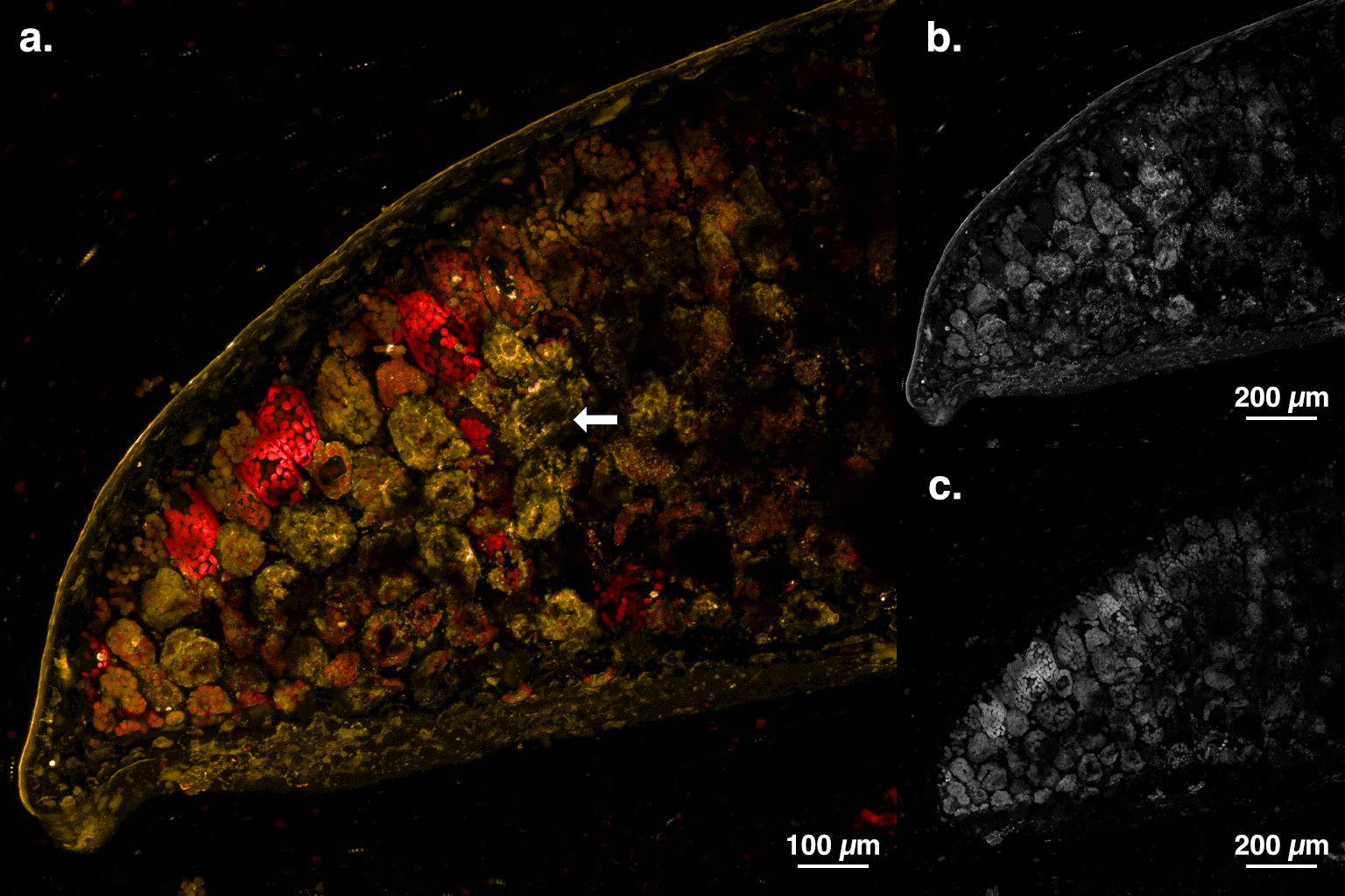 
          Live cross section of a *Microsorum thailandicum* leaf in wet mount, observed under laser scanning confocal fluorescence microscopy. Each micrograph shows a maximum intensity projection of autofluorescence at (a) orange and far-red wavelengths, false colored to indicate emission wavelength; (b) orange wavelengths only; and (c) far-red wavelengths only. Orange autofluorescence was observed with a laser wavelength of 561.4 nm, and far-red autofluorescence was observed with a laser wavelength of 637.4 nm. Various cell components and structures can be visualized, including a tube-like structure (arrow). Images have been adjusted for contrast. Scale bar indicates (a) 100 µm and (b, c) 200 µm.
        