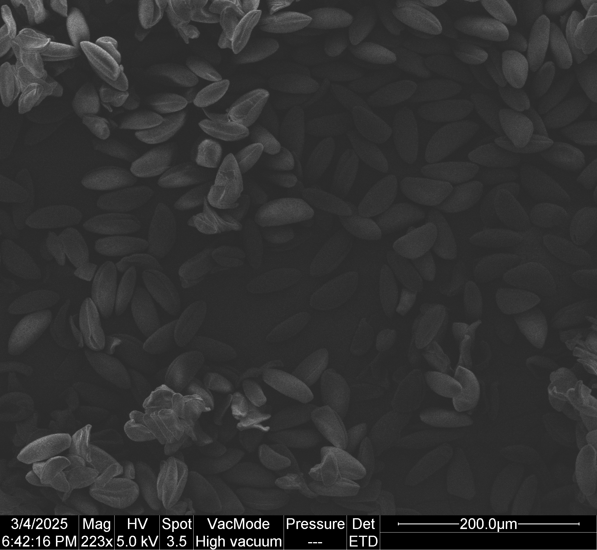 
          *Narcissus* pollen grains kept at -80°C for one week. The pollen was thawed, sputter coated in gold, and imaged with a scanning electron microscope using a secondary electron detector. Scale bar indicates 200 µm.
        