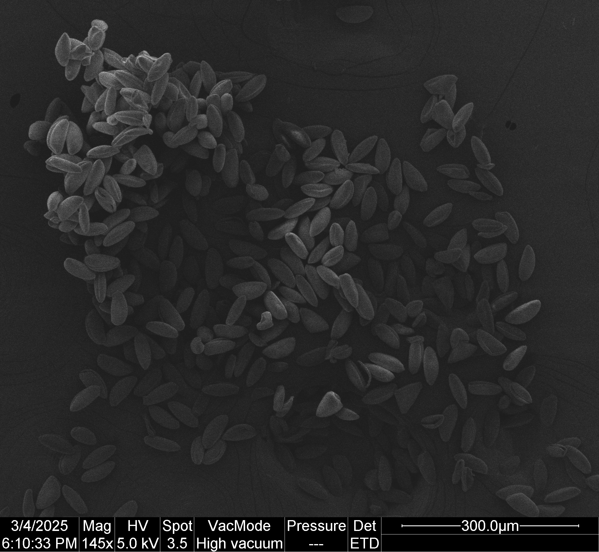 
          *Narcissus* pollen grains kept at room-temperature for one week. The pollen was sputter coated in gold and imaged with a scanning electron microscope using a secondary electron detector. Scale bar indicates 300 µm.
        