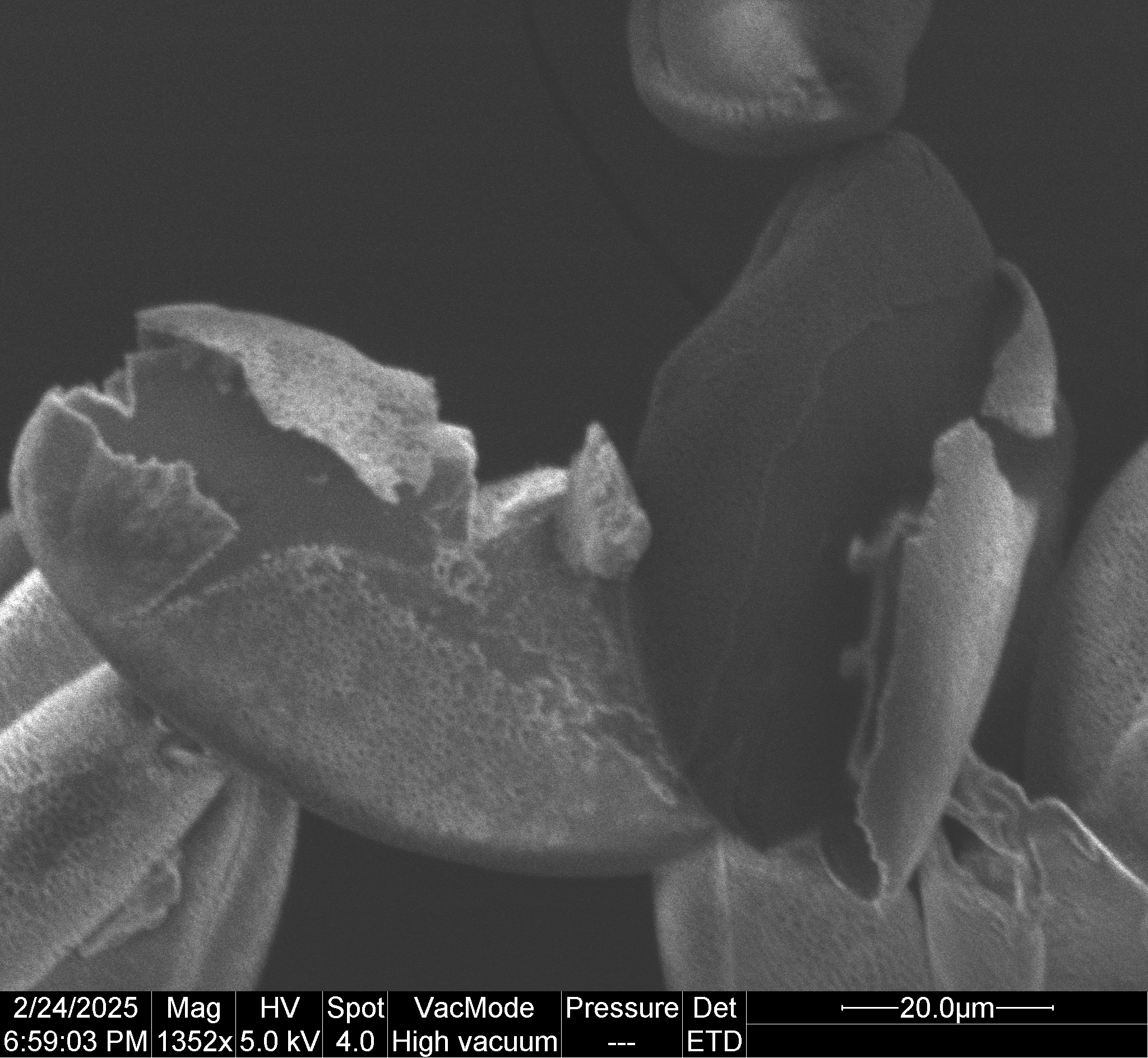 
          A fractured *Narcissus* pollen grain, with the outer layers separated from the rest of the pollen grain. The pollen was sputter coated in gold and imaged with a scanning electron microscope using a secondary electron detector. Scale bar indicates 20 µm.
        