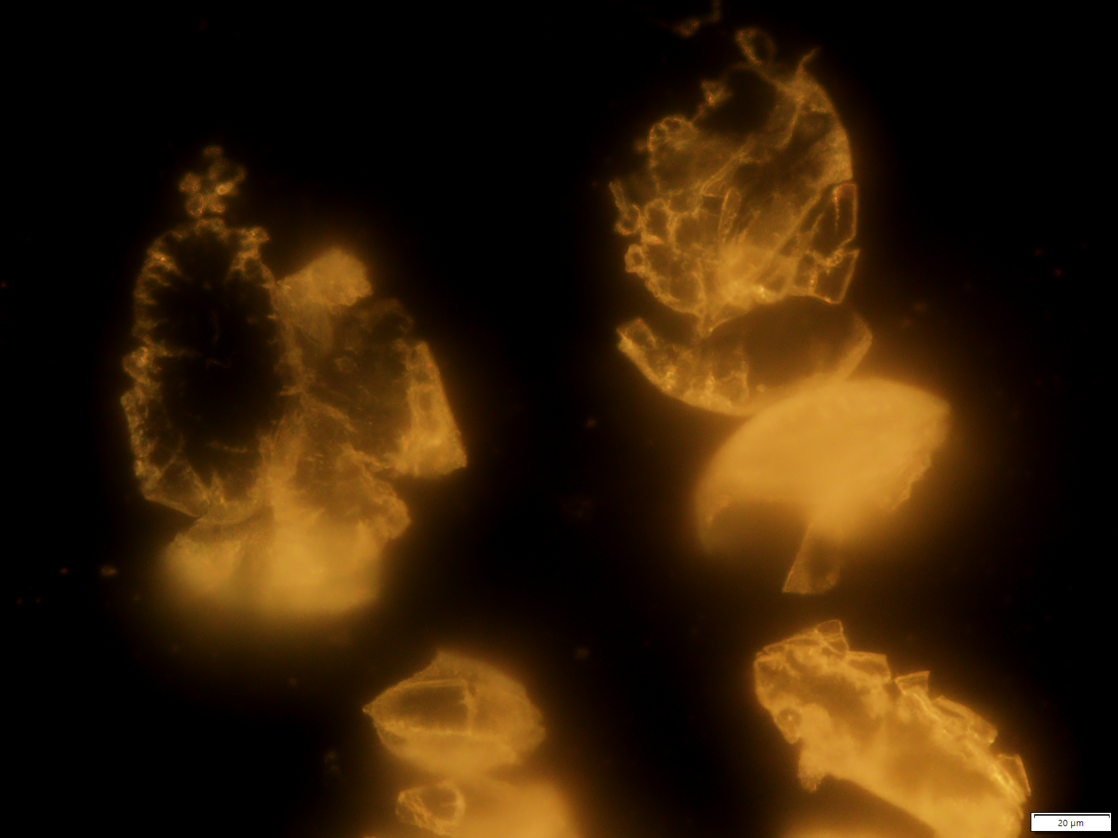 
          Fractured *Narcissus* pollen grains in whole mount, showing the separation of different layers of the pollen grains. The pollen was observed dry using a compound microscope with reflected light darkfield illumination. Scale bar indicates 20 µm.
        