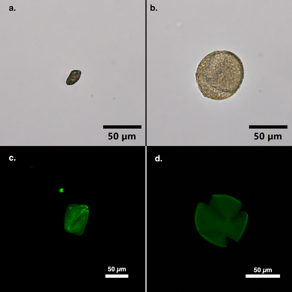 
          Comparison of pollen grains obtained from *Parodia muricata* anthers observed dry and wet. (a, c) Dry mount of pollen grains; (b, d) wet mount of hydrated pollen grains. (a, b) Brightfield transmitted light micrographs; (c, d) laser scanning confocal fluorescence micrographs, false colored to indicate emission wavelength due to autofluorescence. A laser wavelength of 490.1 nm resulted in emission in the green range. Scale bar in all micrographs indicates 50 µm.
        