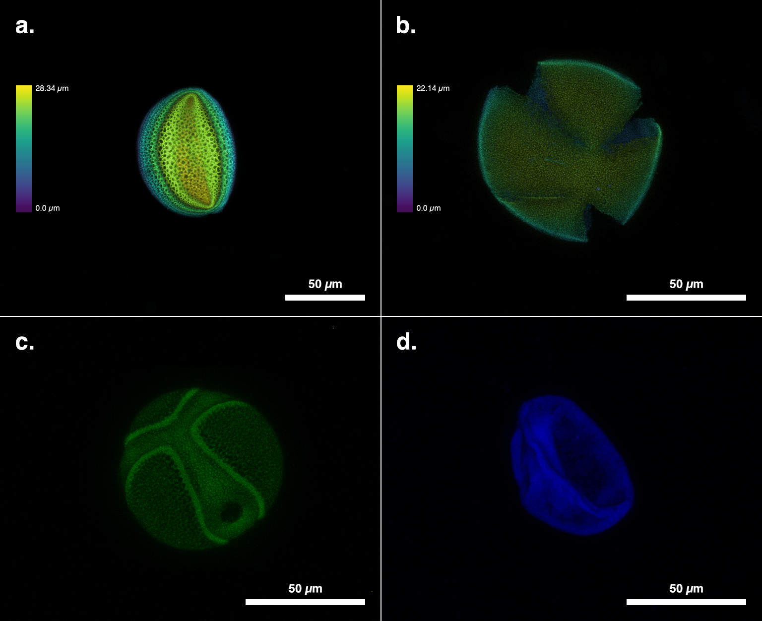 
          Comparison of the morphology of hydrated pollen grains observed in wet mount under laser scanning confocal fluorescence microscopy. Pollen was obtained from the anthers of (a) *Amaryllis* &ldquo;Blushing Bride,&rdquo; (b) *Parodia muricata*, (c) *Caesalpinia pulcherrima*, and (d) a Liliaceae species. The pollen grains were imaged using (a-c) a laser with wavelength 490.1 nm, resulting in autofluorescence in the green range; and (d) a laser with wavelength 405.0 nm, resulting in autofluorescence in the blue range. The micrographs show maximum intensity projections from images taken at (a) 16 and (b-d) 64 vertical positions. Images have been adjusted for contrast and false colored to show (a, b) height and (c, d) emission wavelength. Gradiated height scale bar shows (a) 28.34 µm and (b) 22.14 µm. Solid scale bar shows 50 µm in all micrographs.
        