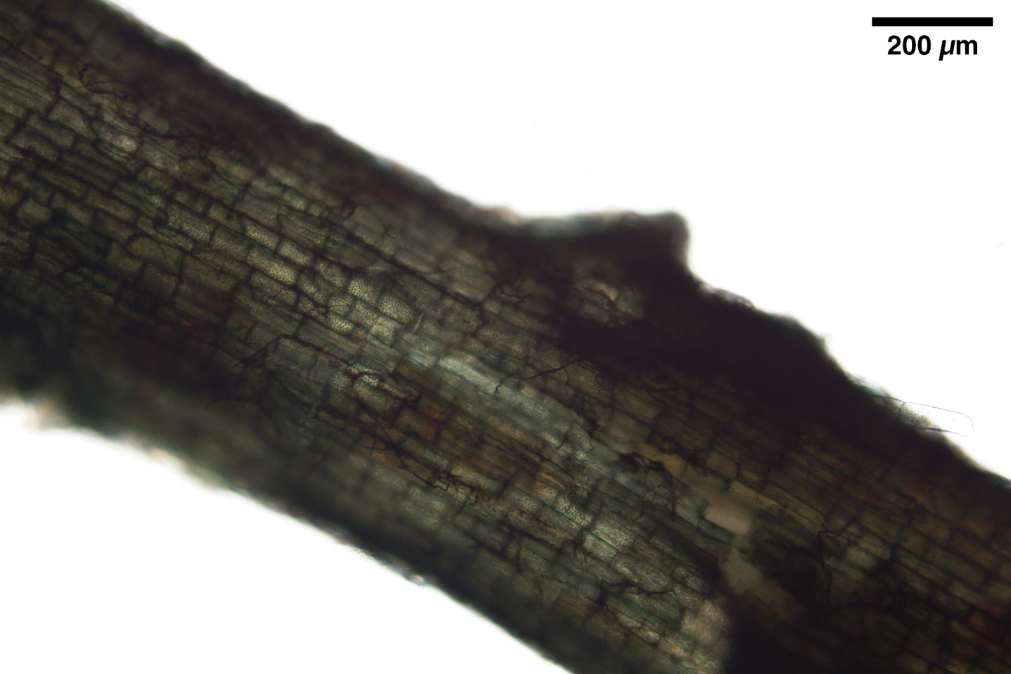 
          Whole mount of a root taken near *Kalmia latifolia*, overved under brightfield transmitted light microscopy. The root has been cleared in KOH and stained in chlorazol black E. Dark filamentous structures that appear to be hyphae can be seen extensively throughout the root. The edges of the root are out of focus due to the thickness of the root. Scale bar indicates 200 µm.
        
