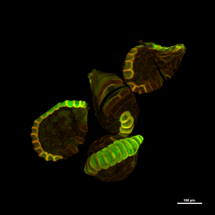 
          Live whole mount of four *Pseudodrynaria coronans* (also known as *Aglaomorpha coronans*) sporangia. Sporangia were hydrated and observed in wet mount under laser scanning confocal fluorescence microscopy. The micrograph shows a maximum intensity projection of autofluorescence at two different wavelengths. An excitation wavelength of 490.1 nm resulted in emission in the green range, and an excitation wavelength of 561.4 nm resulted in emission in the orange range. The image has been adjusted for contrast and false colored to indicate emission wavelength. Scale bar indicates 100 µm.
        